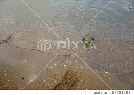 カブトガニ 67703208