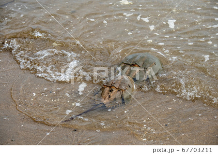 カブトガニ 67703211