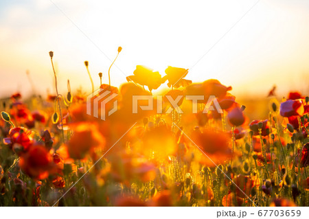 Blooming red poppies in a summer meadow Blooming red poppies in a summer meadow 67703659