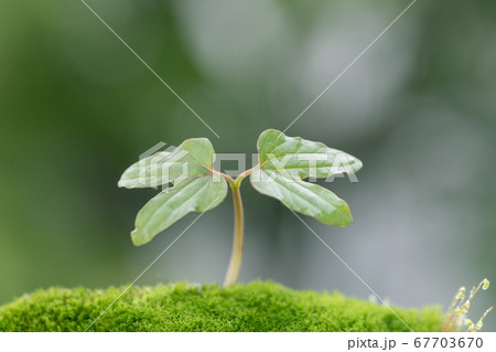 発芽する植物 エコイメージの写真素材