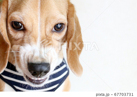 怒り顔のビーグル犬の写真素材