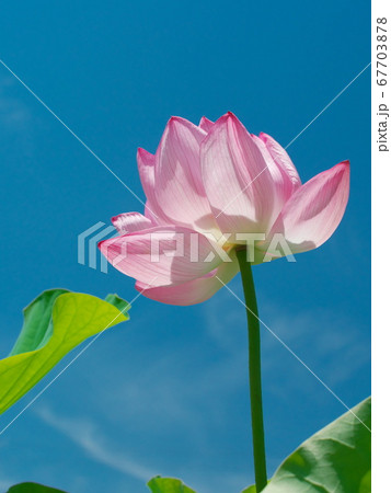 津市白山町二俣 ピンク色の蓮の花 津市白山町二俣 ピンク色の蓮の花 67703878