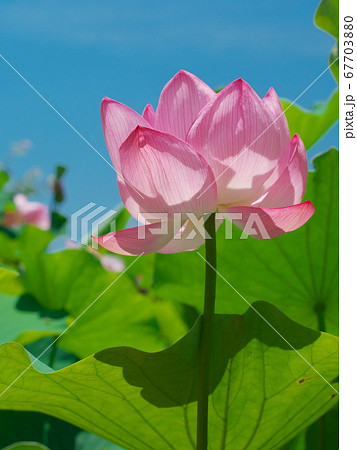 津市白山町二俣 ピンク色の蓮 津市白山町二俣 ピンク色の蓮 67703880