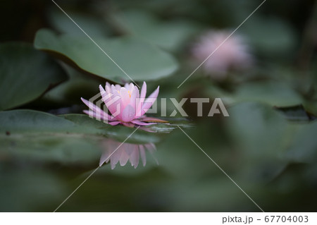 睡蓮の池で 睡蓮の池で 67704003
