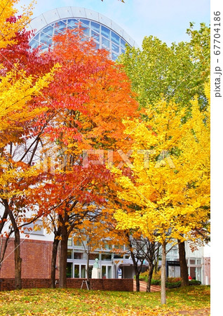 サッポロファクトリーアトリウム館の紅葉 サッポロファクトリーアトリウム館の紅葉 67704186
