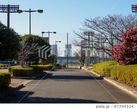 夢の島公園　2018年1月撮影 67704324