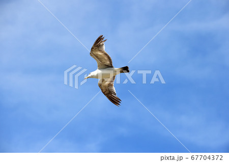 カモメ 飛ぶ 空 67704372