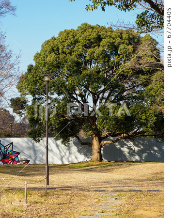 夢の島公園　2018年1月撮影 67704405