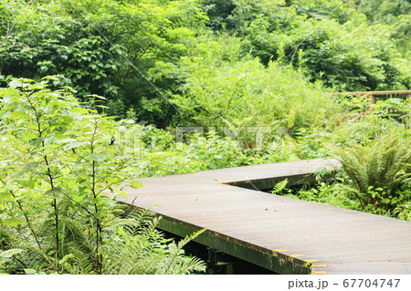 関東随一の秘境小網代の森（湿原）のシダ類（梅雨） 67704747
