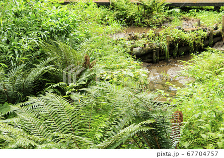 関東随一の秘境小網代の森(湿原)のシダ類(梅雨) 関東随一の秘境小網代の森(湿原)のシダ類(梅雨) 67704757