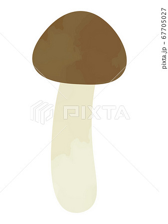 シメジのイラスト 67705027