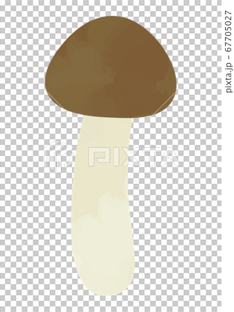 シメジのイラスト 67705027