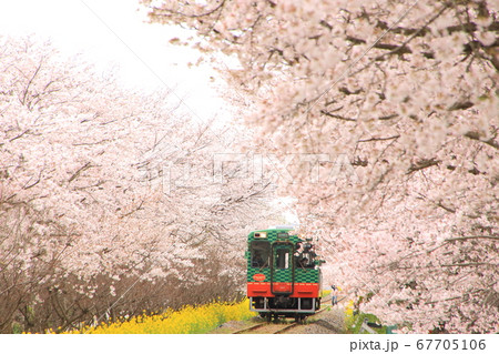 真岡鐵道と桜 67705106