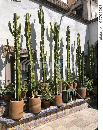 メキシコのサボテンのある風景の写真素材 [67705503] - PIXTA