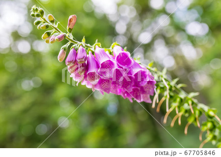 pink flower Foxglove - Digitalis Purpurea pink flower Foxglove - Digitalis Purpurea 67705846