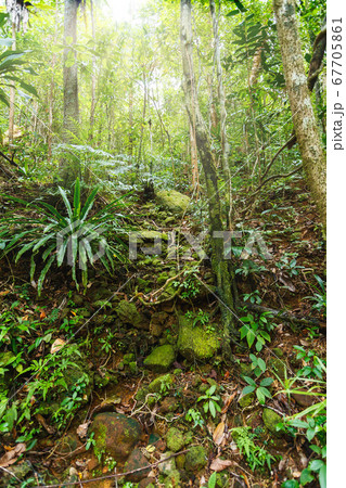 rainforest in Masoala national park, Madagascar rainforest in Masoala national park, Madagascar 67705861