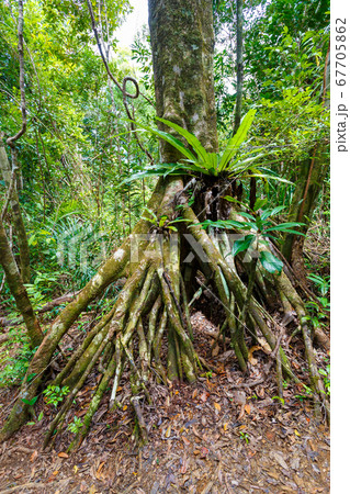 rainforest in Masoala national park, Madagascar rainforest in Masoala national park, Madagascar 67705862