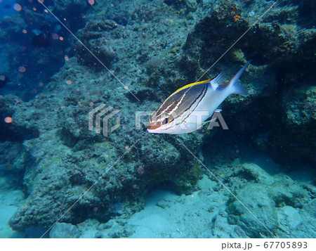 フタスジマタガシラ 67705893