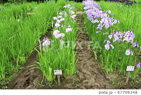 鯉艸郷の花菖蒲(姫小町と八ヶ岳) 鯉艸郷の花菖蒲(姫小町と八ヶ岳) 67706348