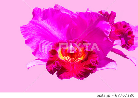 ドレスの様なランの女王の華麗さをどうぞ。カトレヤ 67707330