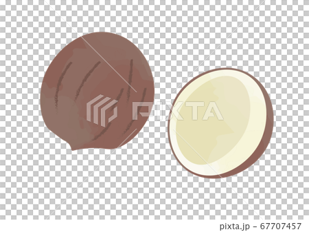 ココナッツのイラスト 67707457