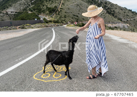 Young attractive woman wearing striped summer dress and straw hat standing on an endless straight empty road in the middle of nowhere on the Route 66 road and feeding black sheep. 67707465