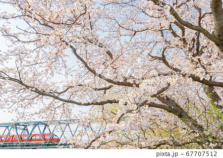 小田急ロマンスカーGSEと桜 67707512