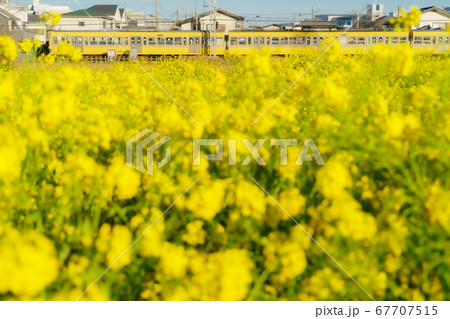 西武多摩川線と菜の花 67707515
