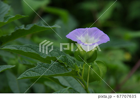 目を奪われるオオセンナリの花 目を奪われるオオセンナリの花 67707635