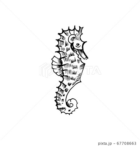 Sea horse sketch. Hand-drawn vector illustration. Isolated on white. 67708663