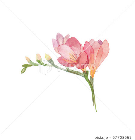 Freesia watercolor drawing. Red and orange color flower. Hand-drawn botanical illustration, isolated on white. 67708665