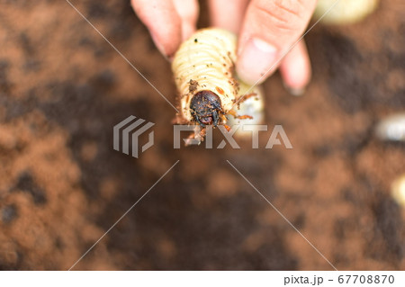 カブト虫の幼虫 カブト虫の幼虫 67708870