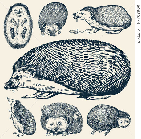Hedgehog set. Spiny forest animal. Vector Engraved hand drawn Vintage sketch for label or poster. 67708900