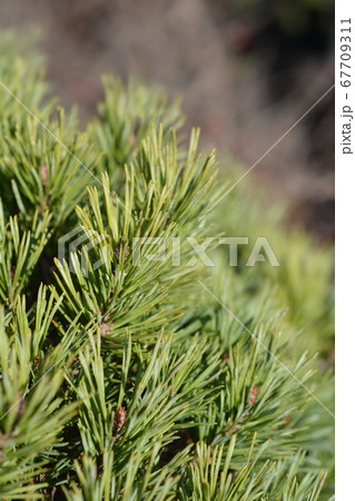Walter pine Walter pine 67709311