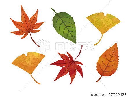 秋 葉っぱ 紅葉 もみじ イチョウ 水彩 イラストのイラスト素材