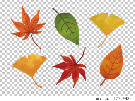 秋 葉っぱ 紅葉 もみじ イチョウ 水彩 イラスト 67709423