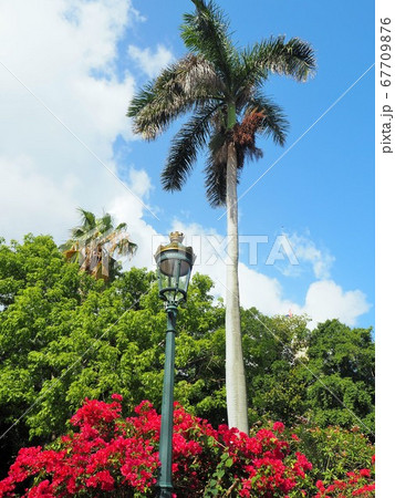 ハバナの街並み 67709876