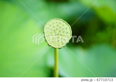 蓮の実 67710713