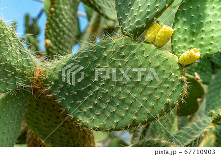 detail on a flowering leaf of Opuntia Cactus 67710903