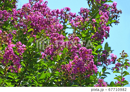 サルスベリの花 67710982