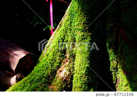 日光が差し込む 苔の生い茂った森の中の大木の写真素材