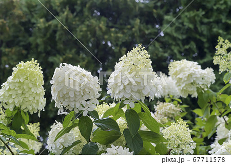 花 白い 雨滴 67711578