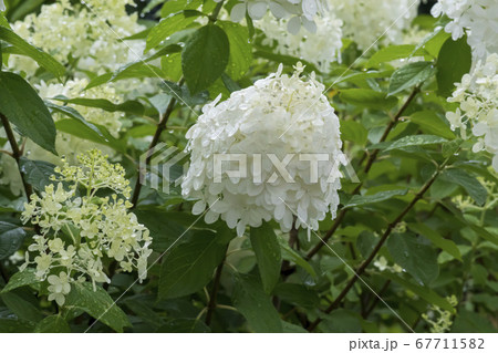 花 雨滴 木アジサイ 67711582