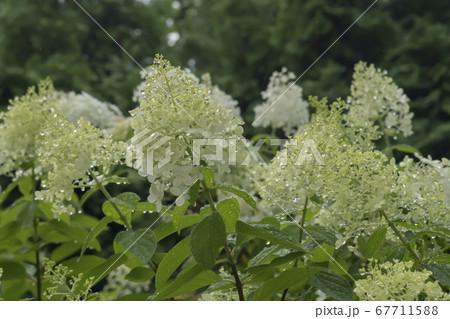 花 雨滴 木アジサイ 67711588