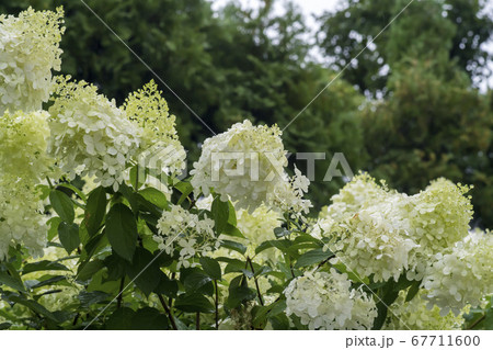 花 白い 雨滴 67711600