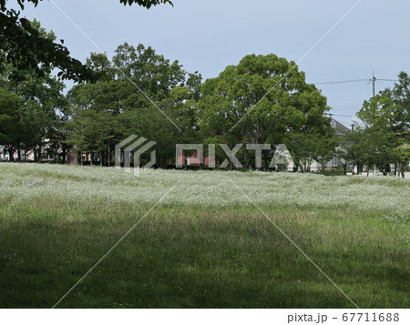 神戸市　西区　公園　西神中央公園　樹木　花他 67711688