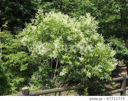 神戸市　西区　公園　西神中央公園　樹木　花他 67711774