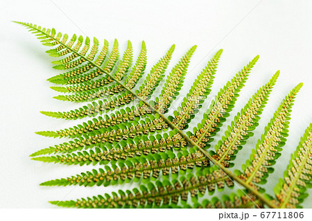 Brown dots under fern leaves. Selective focus. 67711806