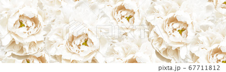 Banner with white peony flower background. 67711812
