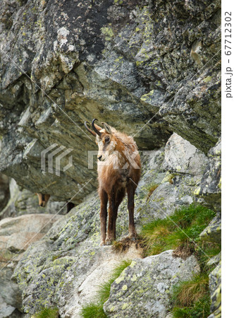 A mountain goat stands on the edge of a rock high A mountain goat stands on the edge of a rock high 67712302